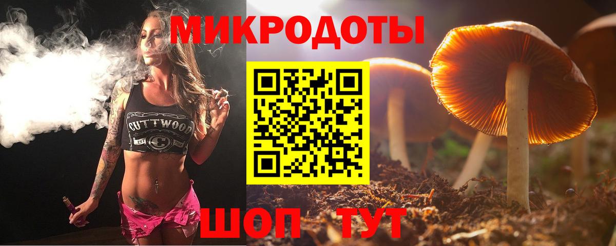Псилоцибиновые грибы Psilocybe Гусиноозёрск